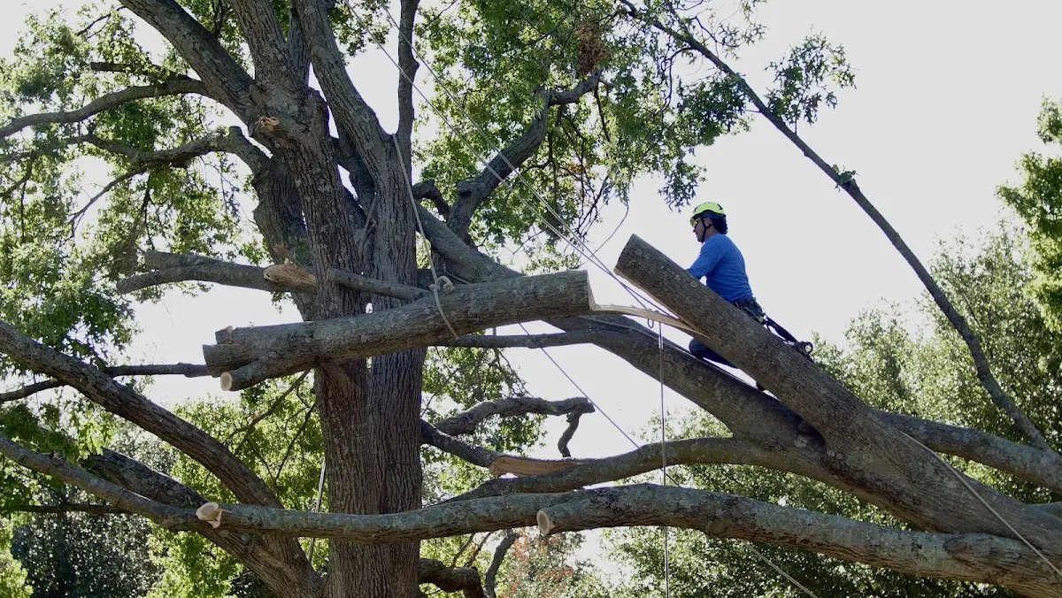 Professional Crown Thinning performed by certified arborists in Itasca