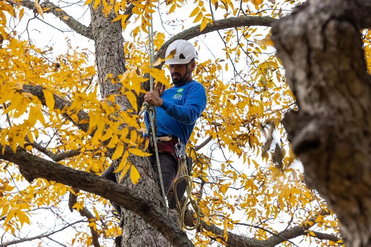 Skilled Storm Damage Cleanup crew working in Itasca